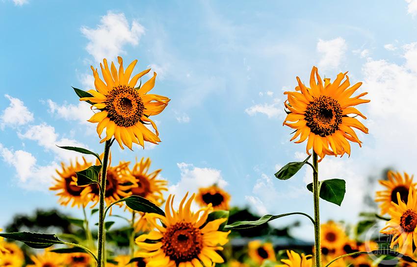 重慶北碚蔡家探索之旅，自然美景下的內(nèi)心平靜呼喚最新新聞