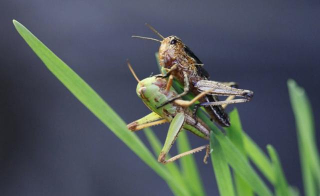 揭秘蝗蟲(chóng)危害背后的自然美景之旅