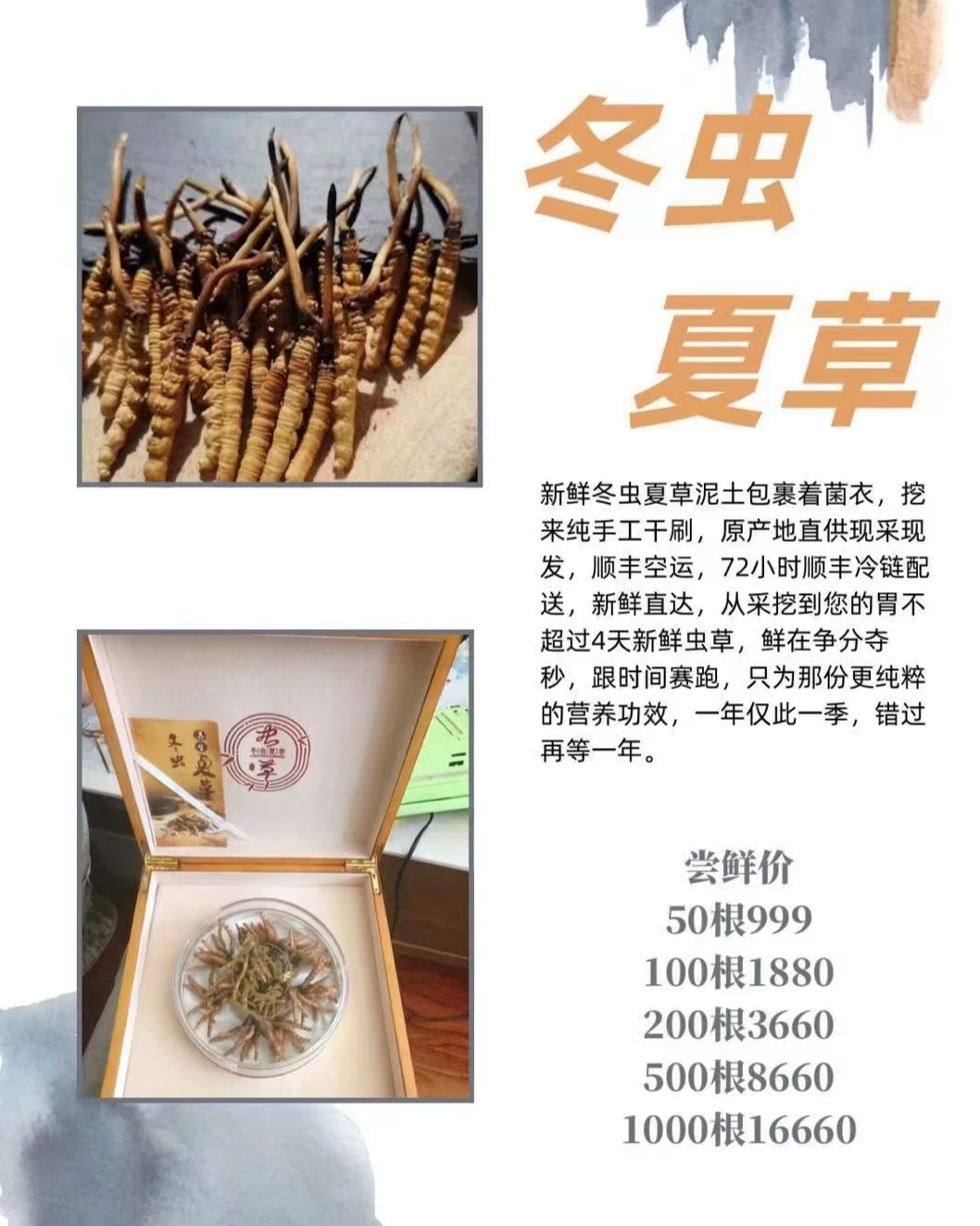 蛹蟲草最新價(jià)格表，全面了解蛹蟲草價(jià)格走勢(shì)